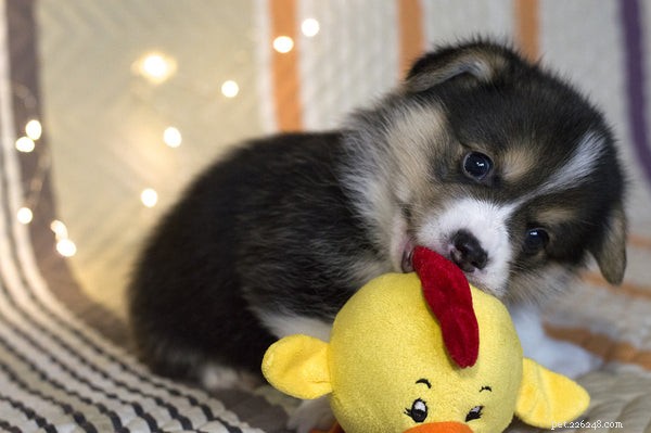 5 игрушек для жевания щенков, о которых вам нужно знать