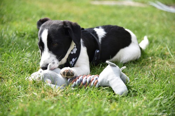 5 игрушек для жевания щенков, о которых вам нужно знать