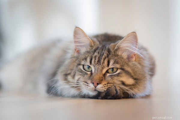 Vše, co potřebujete vědět o rozsahu paměti pro kočky