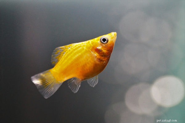 Typen huisdiervissen:welke vissen moet ik aan mijn aquarium toevoegen?