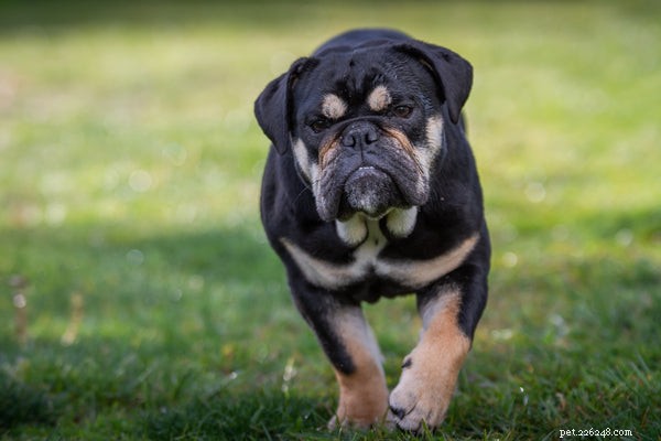 Belangrijkste dingen om te weten over de zwarte Engelse Bulldog