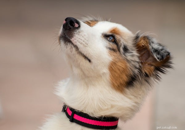 Hundar som inte skäller:för hundälskare som älskar en lugn livsstil