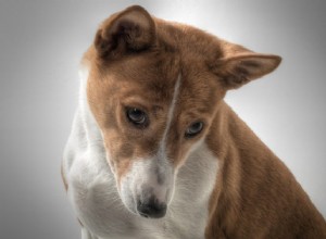 Psi, kteří neštěkají:Pro milovníky psů, kteří milují klidný životní styl