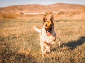 Dog Obedience：Training Mans Best Friend