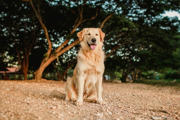 Poslušnost psa:Nejlepší přítel člověka při výcviku