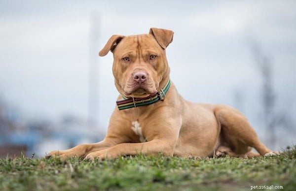 Amerikaanse Pitbull-puppy s:leer dit verkeerd begrepen ras kennen