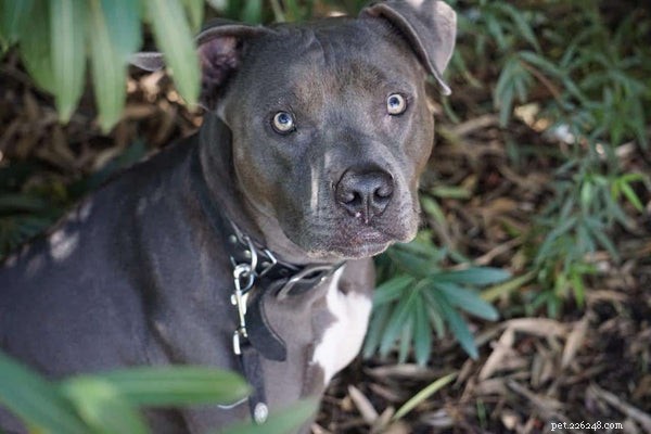 American Pitbull Puppies:Lär känna denna missförstådda ras