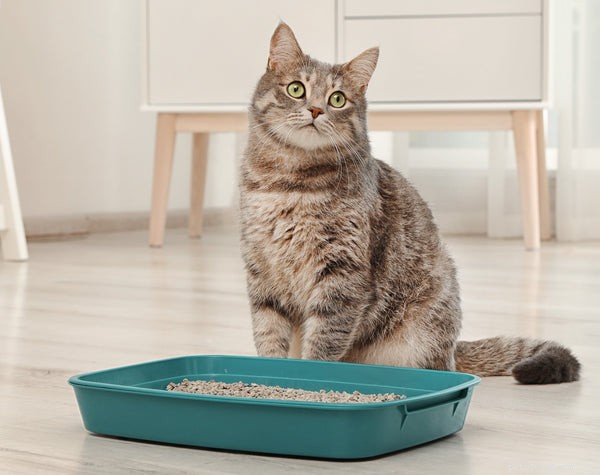 Apprentissage de la propreté pour chat :7 choses que vous devez savoir