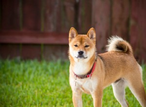 Shiba Inu 입양:알아야 할 모든 것