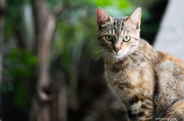 Trénink na kočičí nočník:7 věcí, které potřebujete vědět