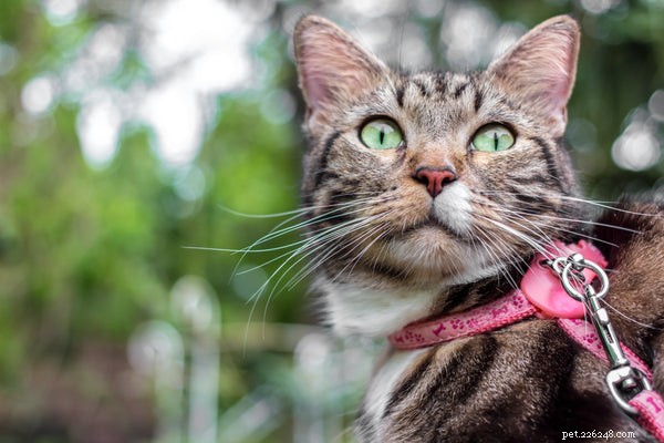 Cat Zindelijkheidstraining:7 dingen die je moet weten