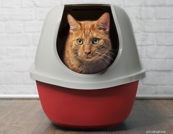 Treinamento do banheiro para gatos:7 coisas que você precisa saber
