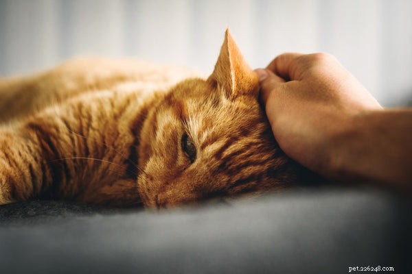 Een kat aaien:alles wat u moet weten over de verzorging en genegenheid van katten