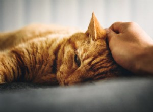 猫を撫でる方法：猫の世話と愛情について知っておくべきことすべて 