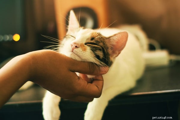 Как погладить кошку:все, что вам нужно знать об уходе за кошкой и ласке