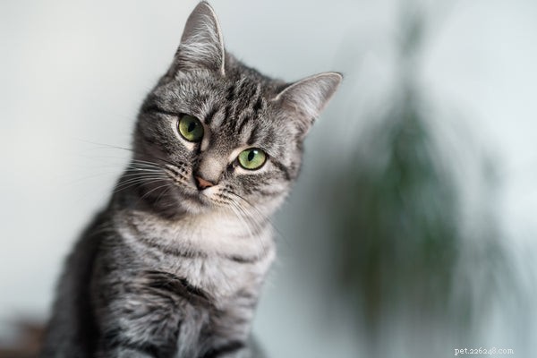 Voici les 7 meilleures races de chats câlins