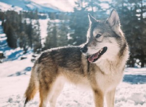 Nejlepší turistická psi:Plemena, která s sebou můžete vzít na horskou stranu