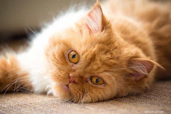 가필드 고양이 품종:페르시안 태비 