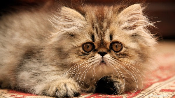 Razza di gatto Garfield:il tabby persiano