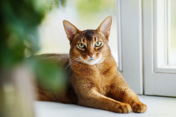 Абиссинский котенок:что нужно знать перед усыновлением