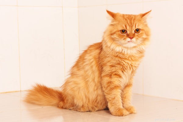 Raça de gato Garfield:O gato malhado persa