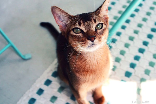 Gattino abissino:cosa sapere prima dell adozione