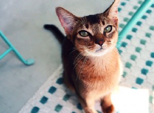 Habešské kotě:Co je dobré vědět před adopcí