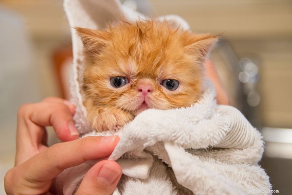 Plemeno kočky Garfield:The Persian Tabby