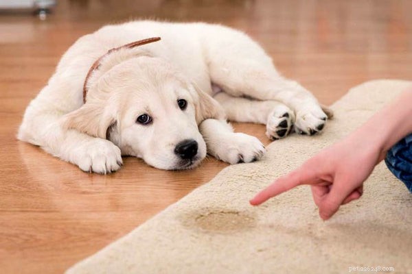 5 fantastici suggerimenti per addestrare un cane in casa che devi conoscere