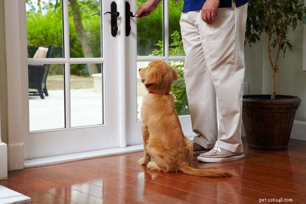 5 úžasných tipů pro domácí výcvik psa, kterého musíte znát