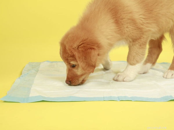 5 отличных советов по домашней дрессировке собаки, которые вам необходимо знать