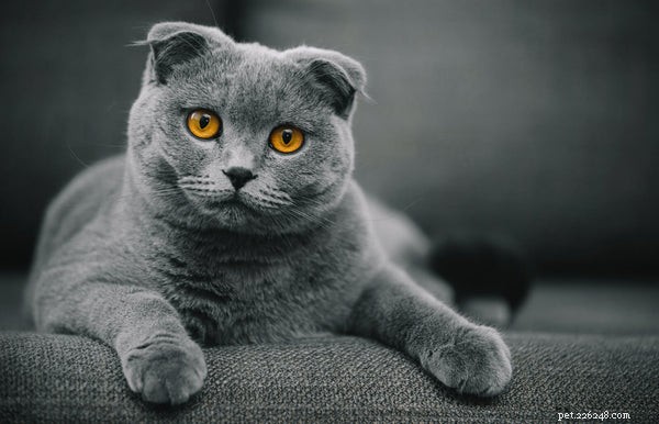 Что нужно знать о шотландской вислоухой кошке манчкин