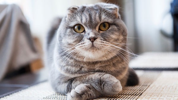 Co potřebujete vědět o Scottish Fold Munchkin Cat