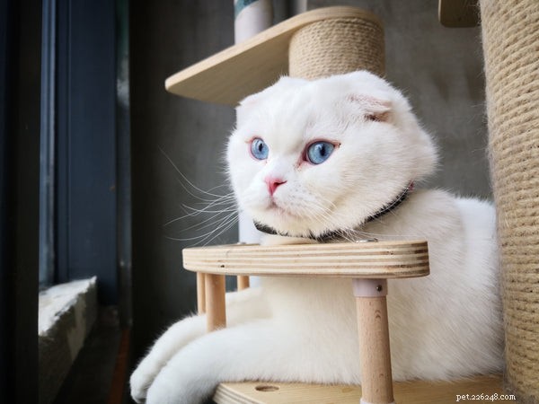 Co potřebujete vědět o Scottish Fold Munchkin Cat