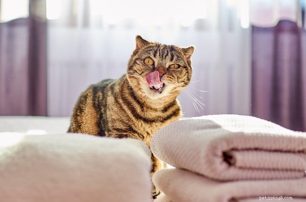 Что нужно знать о шотландской вислоухой кошке манчкин