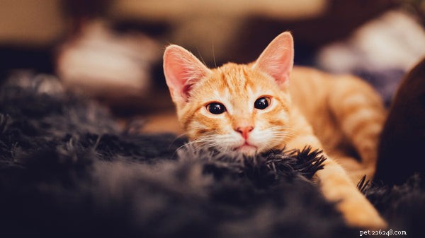 Породы домашних кошек и все, что делает их особенными