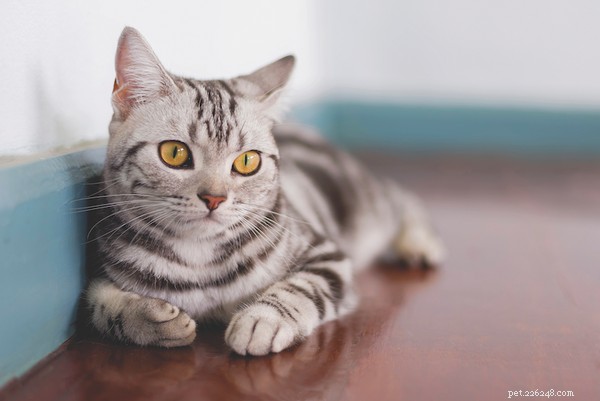 고양이 품종의 종류:가장 흔하고 희귀한 품종
