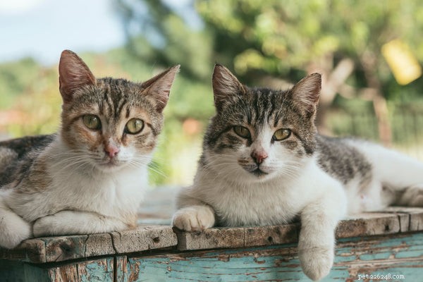 고양이 품종의 종류:가장 흔하고 희귀한 품종