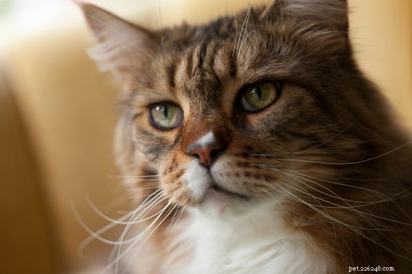 Soorten kattenrassen:de meest voorkomende en meest zeldzame rassen