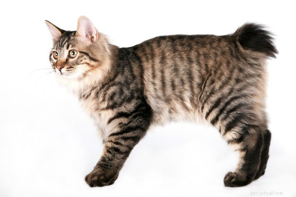 Tipos de raças de gatos:as raças mais comuns e raras