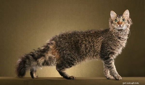 Типы пород кошек:самые распространенные и самые редкие породы