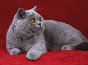 Anglická krátkosrstá kočka:Poznejte plemeno