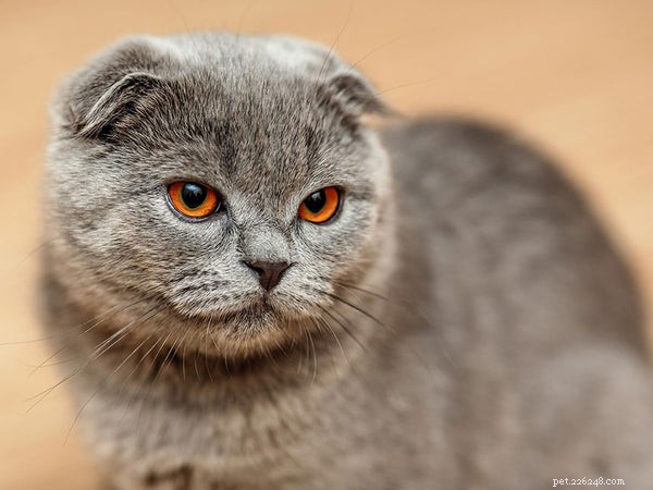 Anglická krátkosrstá kočka:Poznejte plemeno