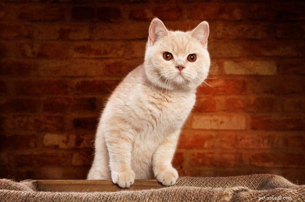 잉글리쉬 숏헤어 고양이:품종 알아보기