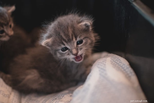 Comment prendre soin d un chaton :5 choses à savoir avant d adopter