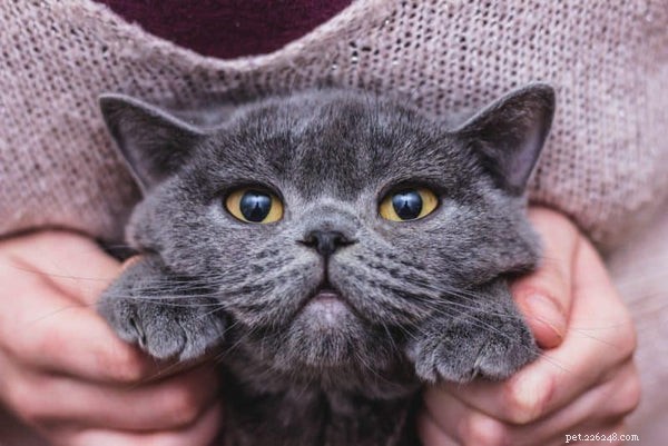 Английская короткошерстная кошка:знакомство с породой