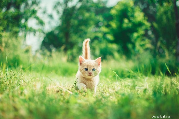 Как ухаживать за котенком:5 вещей, которые нужно знать перед тем, как взять котенка