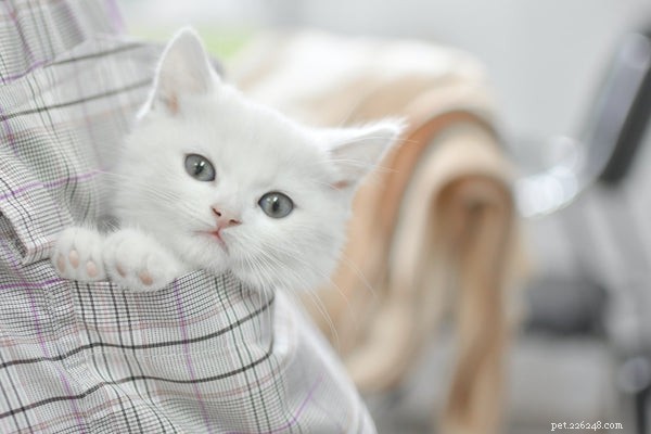 Como cuidar de um gatinho:5 coisas que você precisa saber antes de adotar