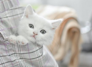 고양이를 돌보는 방법:입양하기 전에 알아야 할 5가지