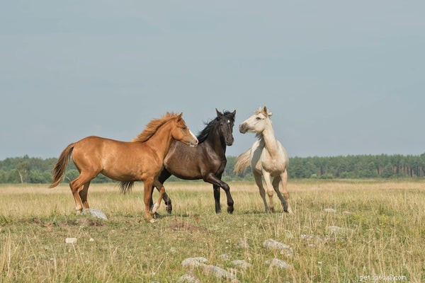 Vad är den genomsnittliga livslängden för en häst?